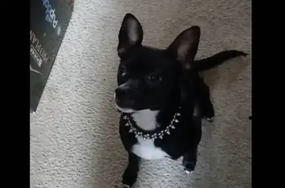 Lost and found pets Vallejo, photo: Lost Dog: Black & White, Spike Collar