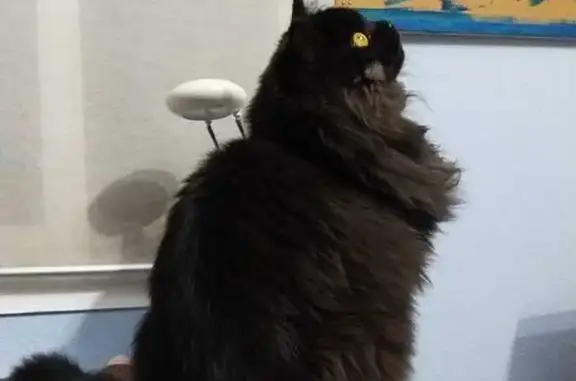 Gato Negro Perdido en Mairena del Alcor