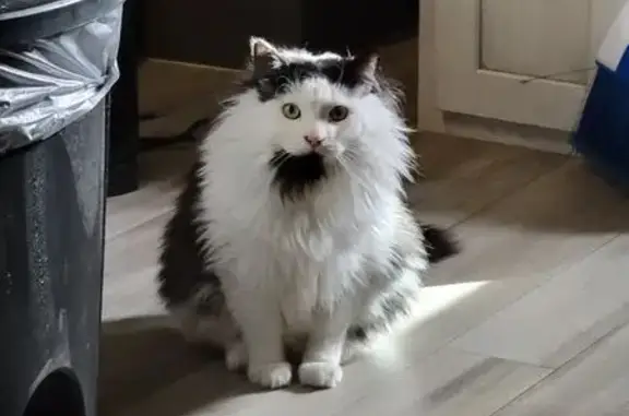 Lost Black & White Cat on Pine Tree Rd