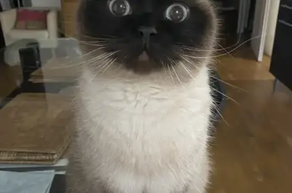 Chat perdu : siamois beige, soin quotidien - photo