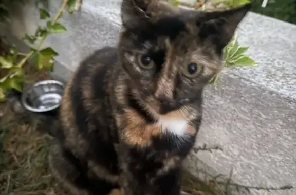 Animaux trouvés , photo: Chatte tricolore câline trouvée à Furiani