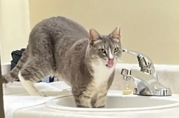 Lost pets Spanaway, photo: Help Find Tigger: Missing Tabby in Spanaway