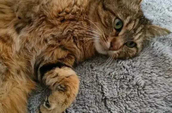 Chat tigré roux perdu à Chanceaux - photo