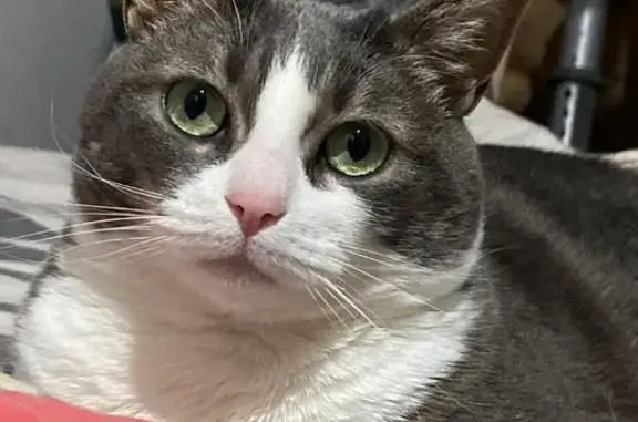 Chat perdu, Cransac, photo: Chatte pucée Opium perdue à Cransac