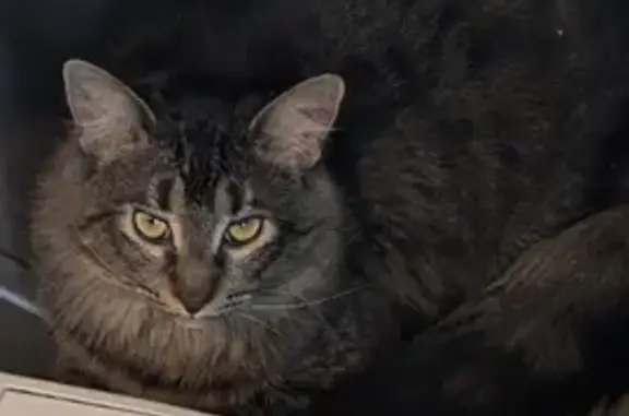 Lost Cat: Gizmo - Approach Slowly