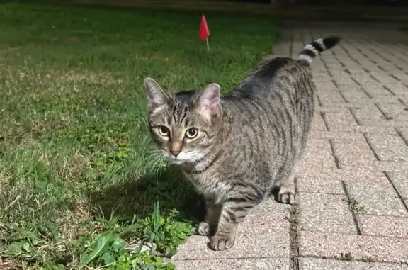 Lost Oriental Shorthair: Kitchener Area