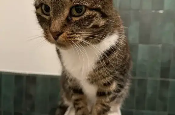 Lost: Friendly Tortoiseshell Cat Bean
