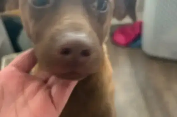 Missing dog Denton, photo: Lost Puppy: Doja Missing in Denton Area