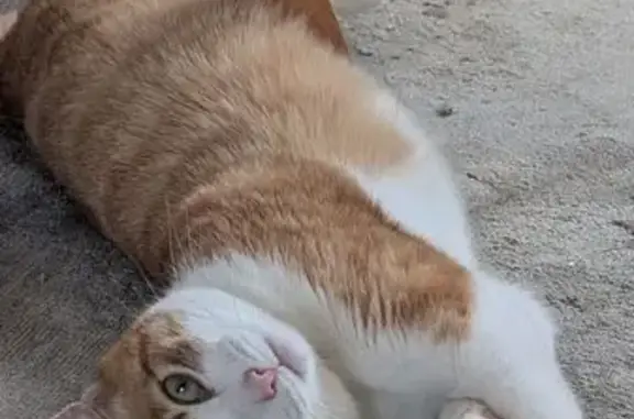 Chatte perdue, tigrée orange/blanche, Guidel - photo
