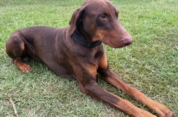 Lost Brown Doberman on County Rd 51