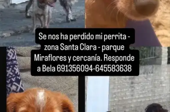 ¡Ayuda a encontrar a Bela en Sevilla!