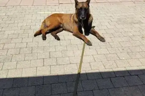 Chien perdu , photo : Malinois fauve perdu à Gourdon (PACA)