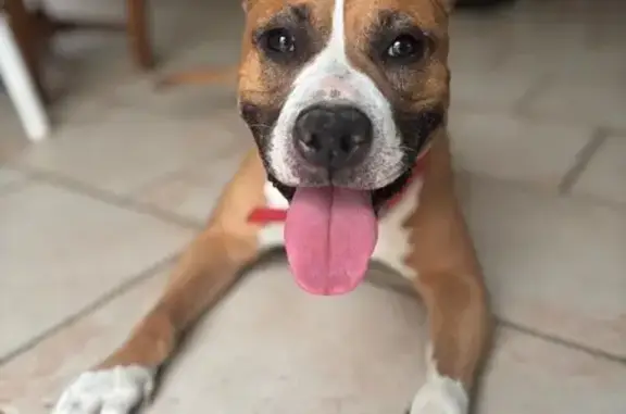 Chienne marron et blanc trouvée à La Seyne - photo