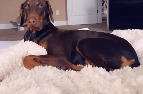 Lost Brown Doberman on County Rd 51