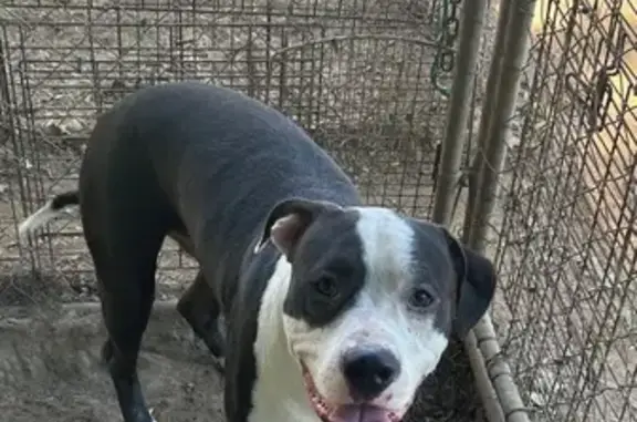 Found pets Little Rock, photo: Found: Black & White Dog on W 6th St, LR