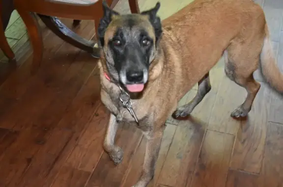 Lost Dog: Fawn with Pink Collar in Tamassee