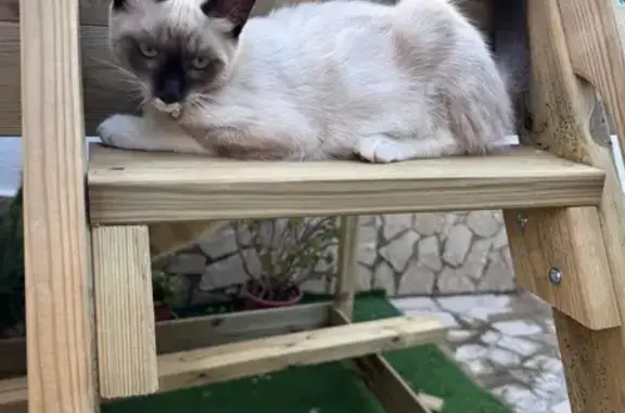 ¡Ayuda a encontrar gatito perdido en Lloret!