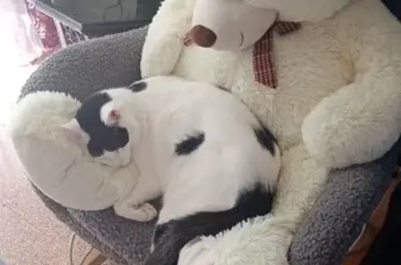 Chat perdu : mâle blanc et noir, Toulon - photo