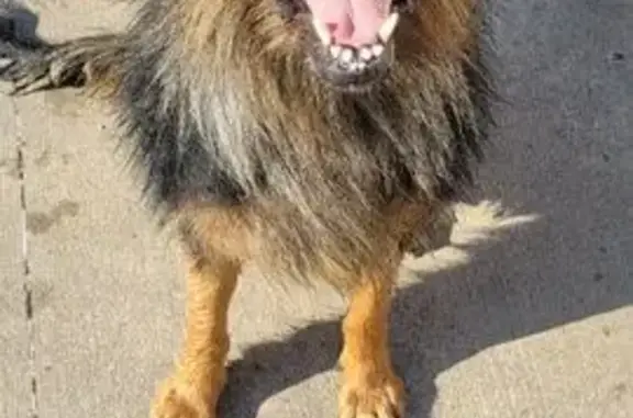 Lost: Smart Black/Red GSD in Towanda, KS