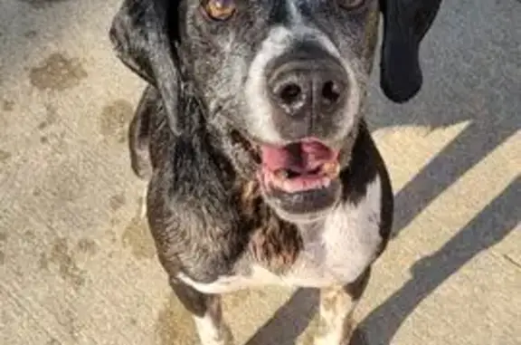 Lost: 13-Year-Old Lab Mix in Towanda, KS