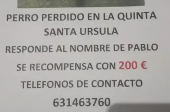 Perro Perdido: Cachorro Negro en Santa Úrsula