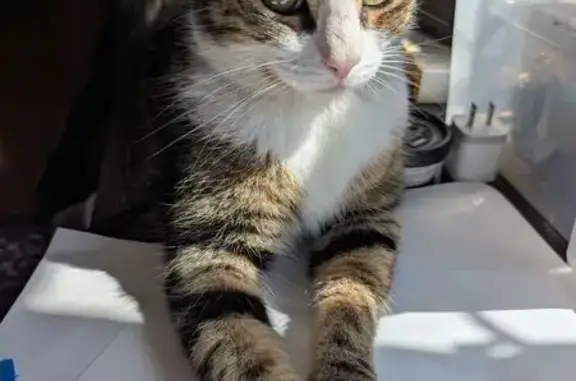 Lost and found pets Los Angeles, photo: Lost Bicolor Tabby with Big Eyes in LA