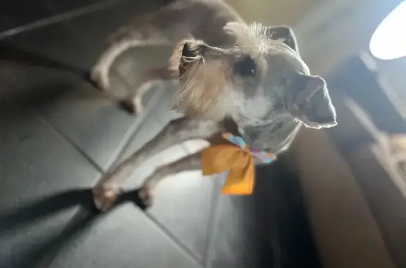 Lost and found pets Deerfield Beach, photo: Lost Gray Dog w/ Unique Spots in Deerfield