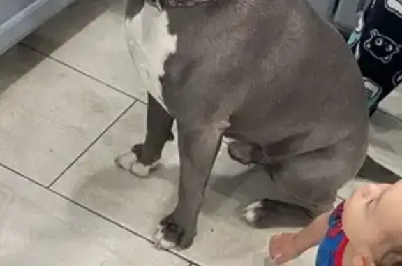 Lost Friendly Blue Nose Pitbull - Mesa
