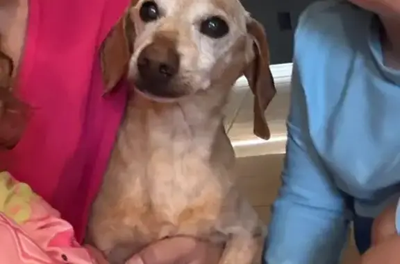 Missing dog Del Rio, photo: Lost: Older Tan Dachshund, Kibbles
