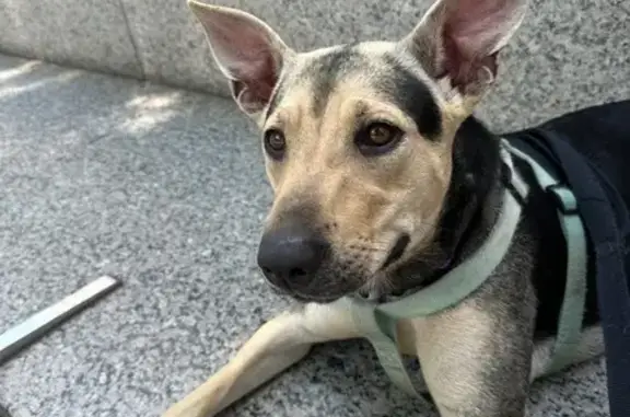 Missing dog Richmond, photo: Friendly Lost German Shepherd in Richmond