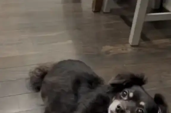 Lost Dog: Black & Tan, Stonehill Drive