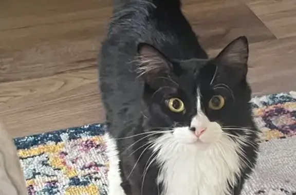 Lost and found pets Pensacola, photo: Lost Tuxedo Cat: Amber Eyes, Pensacola