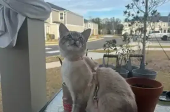 Lost Cat: Tiny, Scar by Nose, Dark Tail