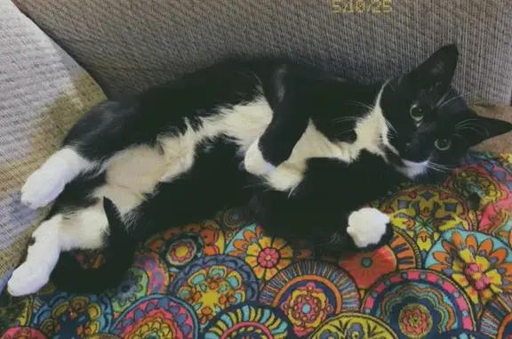 Found cat Fountain, photo: Lost Tuxedo Cat: Muzan with Unique Tag