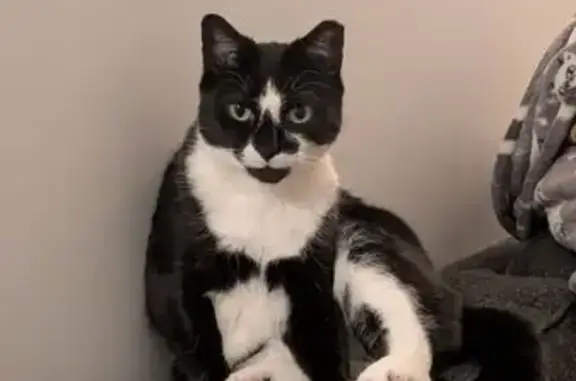 Lost Tuxedo Cat: Tuna - Carroll St. 1689