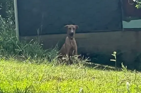 Found dog Plum, photo: Found Dog on Lindsey Lane: See Photos!