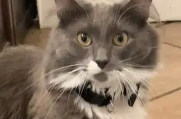 Lost Fluffy Cat: Fairfax Rd, Worcester