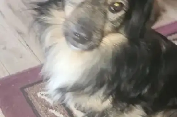 Found dog Mexia, photo: Found: Small Tri-Color Dog, No Tail, Mexia