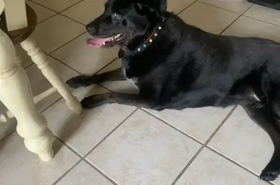 Found dog Colorado Springs, photo: Found Dog: Funny Ears & Colorful Collar