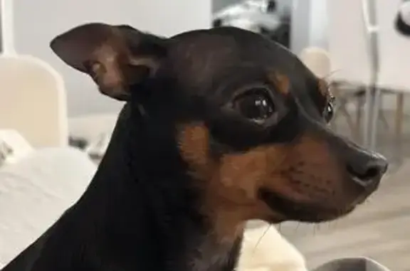 Lost Blackey: Timid Black Chihuahua