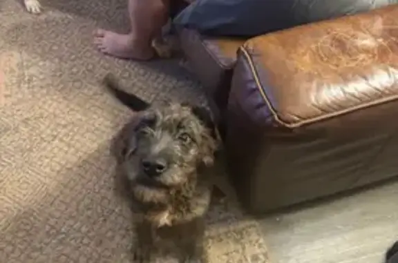 Lost Dog: Friendly Black Pup, 6 Months Old