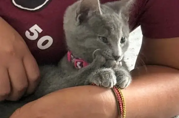 Lost Grey Kitten: Purple Collar, Hillsboro