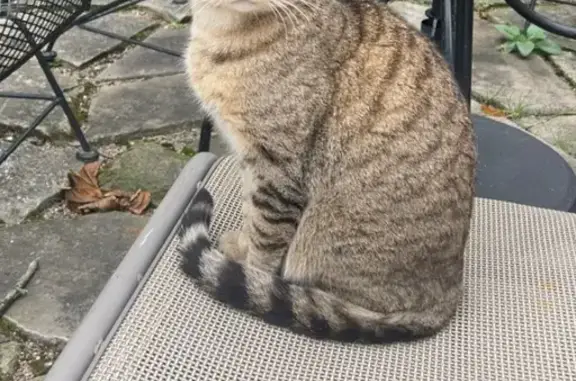 Found pets Shaker Heights, photo: Found cat, Shaker Heights