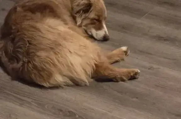 Lost Mini Aussie in Berryville, AR