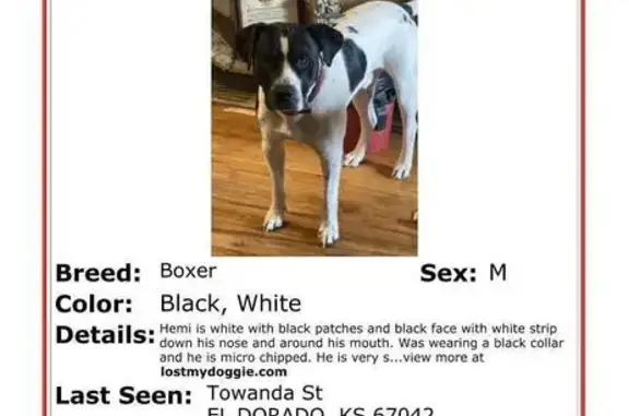 Lost Dog: Sweet Hemi on South Star St.