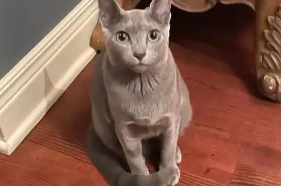 Lost Gray Cat: Campbell St, Valparaiso