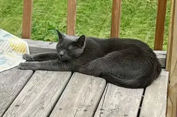 Missing cat Kansas City, photo: Lost Gray Cat on East 31st St, KC
