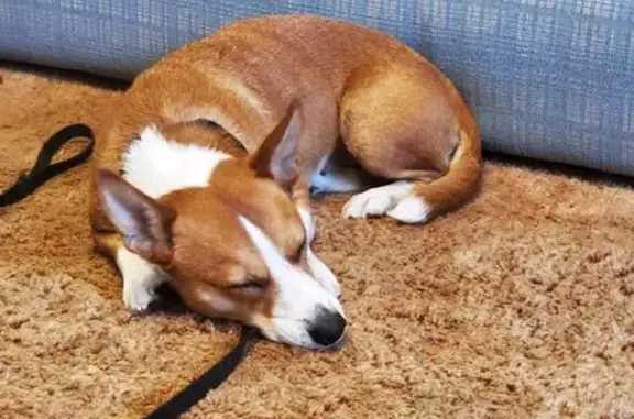 Lost Corgi Mix: 2nd St, Cementon
