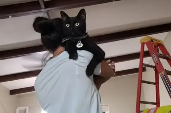 Lost Black Cat: Blue Collar, Hopkins Ave