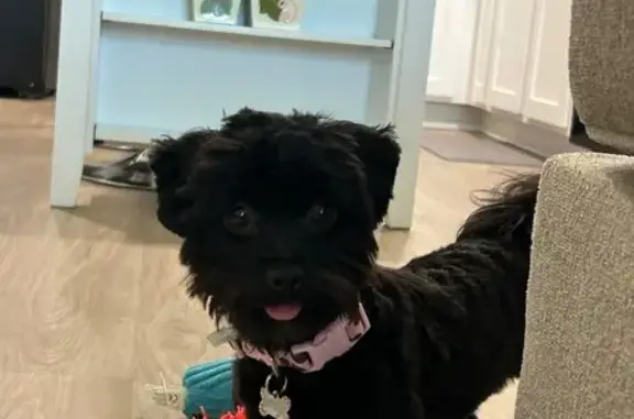 Lost Young Black Puppy in Highfill Area
